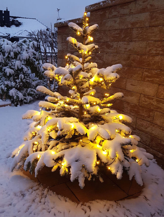 Oświetlona choinka w ogrodzie