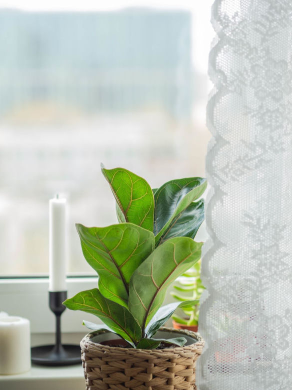 Ficus lyrata