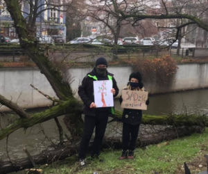 Nad Prosną w centrum Kalisza wycięto robinie akacjowe