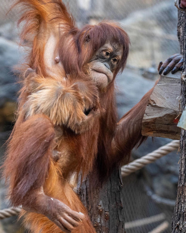 Na świat przyszedł pierwszy w historii Polski orangutan sumatrzański! Cud narodzin w łódzkim zoo
