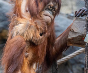 Na świat przyszedł pierwszy w historii Polski orangutan sumatrzański! Cud narodzin w łódzkim zoo