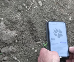 Niedźwiedzie coraz bliżej ludzi. Strach w Bieszczadach narasta: „Boimy się wyjść z domu”