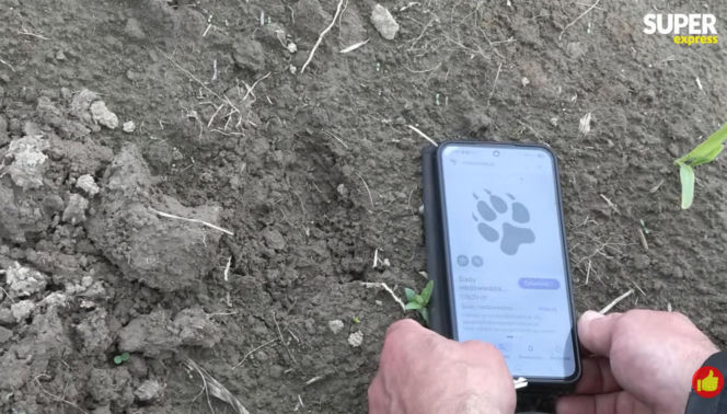 Niedźwiedzie coraz bliżej ludzi. Strach w Bieszczadach narasta: „Boimy się wyjść z domu”
