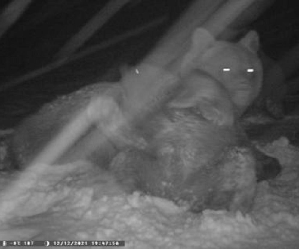 Nie wszystkie niedźwiedzie w Bieszczadach już śpią. Niektóre można spotkać. Dały się przyłapać! 