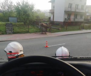 Piękny jeleń NABIŁ się na ogrodzenie. STRASZNY los zwierzęcia