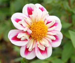 Dalia 'Bumble Rumble'