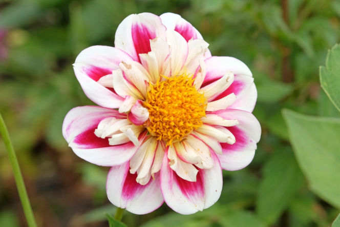 Dalia 'Bumble Rumble'