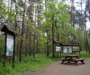 Spacer po Puszczy Niepołomickiej