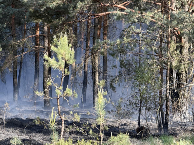 Strażacy walczą z potężnym pożarem na Mazowszu