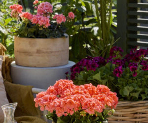Pelargonie