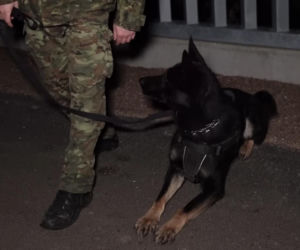 Karolina Pajączkowska na granicy polsko-białoruskiej