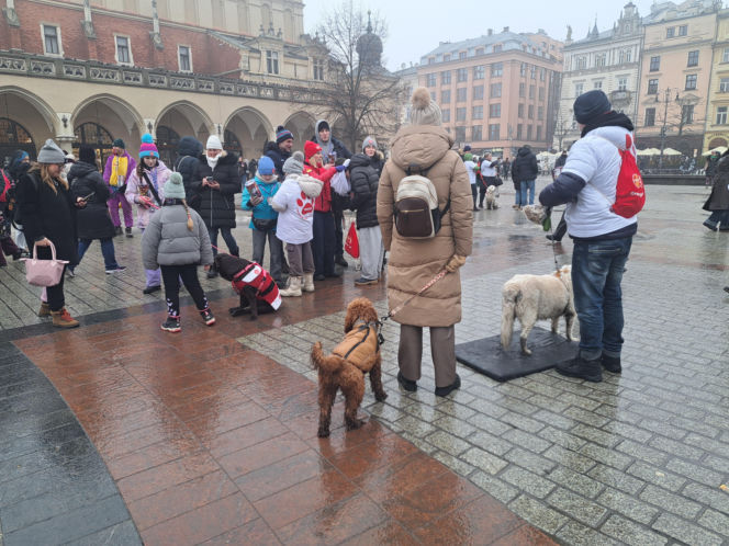 34. finał WOŚP w Krakowie. Golden Retrievery na Rynku Głównym