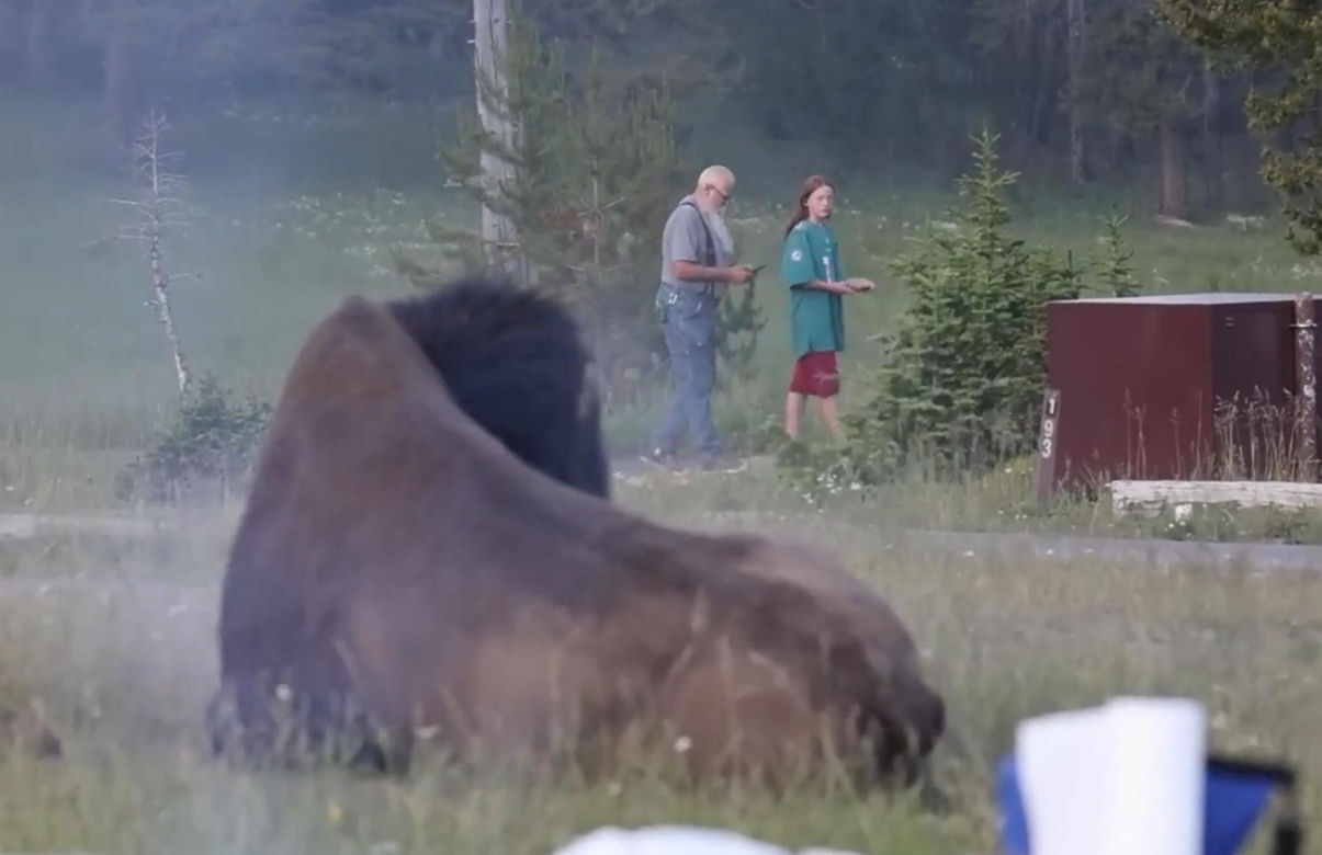 Atak bizona w Parku Narodowym Yellowstone