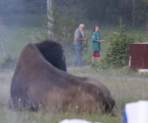 Atak bizona w Parku Narodowym Yellowstone