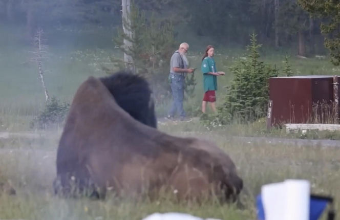 Atak bizona w Parku Narodowym Yellowstone