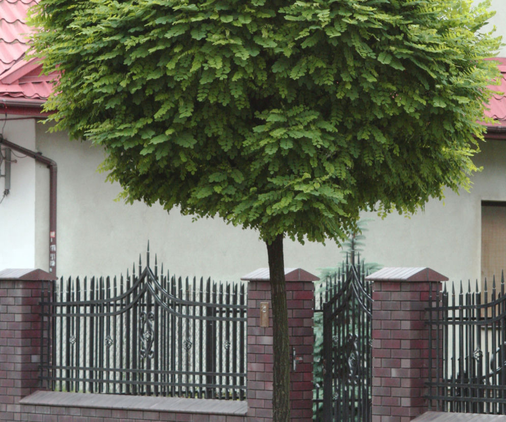 Robinia akacjowa 'Umbraculifera'
