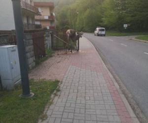 Piękny jeleń NABIŁ się na ogrodzenie. STRASZNY los zwierzęcia