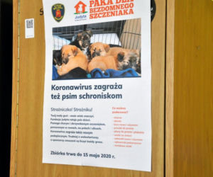 paczka dla bezdomnego szczeniaka