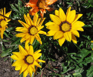 Gazania lśniąca