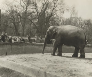 Zoo we Wrocławiu ma już 155 lat