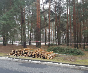 Na osiedlu Rejtana w Lesznie znów wycinane są drzewa. Będa też gdzie indziej