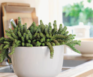 Crassula_BKH.jpg