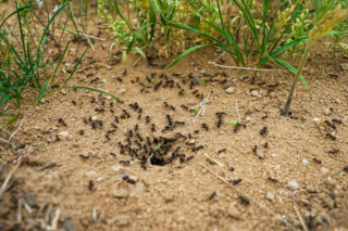 Wrzuć do wody i wlej do mrowiska. Owady szybko wyniosą się z ogrodu, a uprawy nie ucierpią. Naturalny sposób na mrówki w ogrodzie