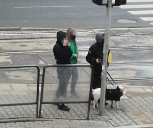 Świnia skradziona w centrum Warszawy