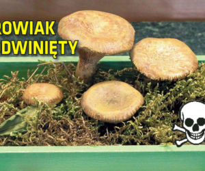 Tych grzybów nie zbieraj