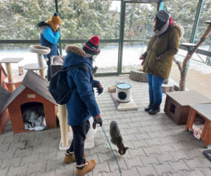 Mruczki w roli głównej. Dzień Kota w schronisku dla bezdomnych zwierząt w Henrykowie