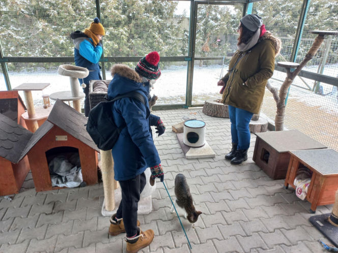 Mruczki w roli głównej. Dzień Kota w schronisku dla bezdomnych zwierząt w Henrykowie