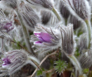 Sasanka słowacka,Pulsatilla halleri