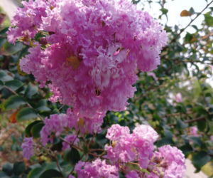 Zapomnij o hortensji. Ten krzew kwitnie nieprzerwanie przez długie miesiące i jest znacznie bardziej odporny na upały