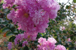 Zapomnij o hortensji. Ten krzew kwitnie nieprzerwanie przez długie miesiące i jest znacznie bardziej odporny na upały