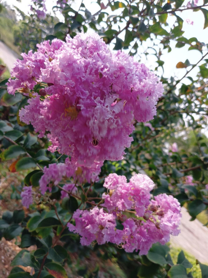 Zapomnij o hortensji. Ten krzew kwitnie nieprzerwanie przez długie miesiące i jest znacznie bardziej odporny na upały