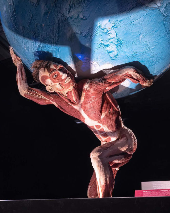 Body Worlds