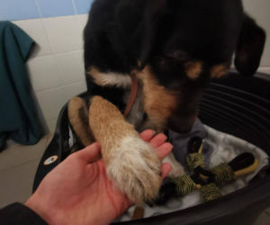 Interwencja w Sobolewie. Wrocławskie schronisko przyjęło 10 psów