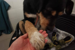 Interwencja w Sobolewie. Wrocławskie schronisko przyjęło 10 psów