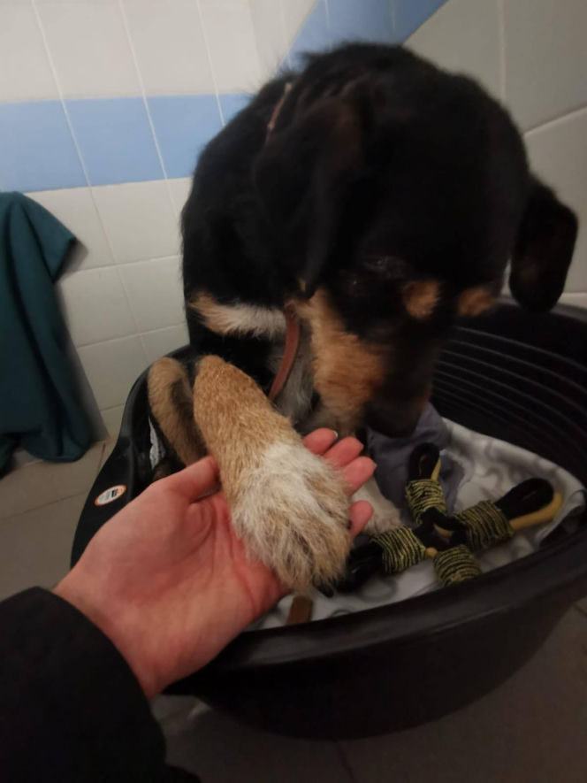 Interwencja w Sobolewie. Wrocławskie schronisko przyjęło 10 psów