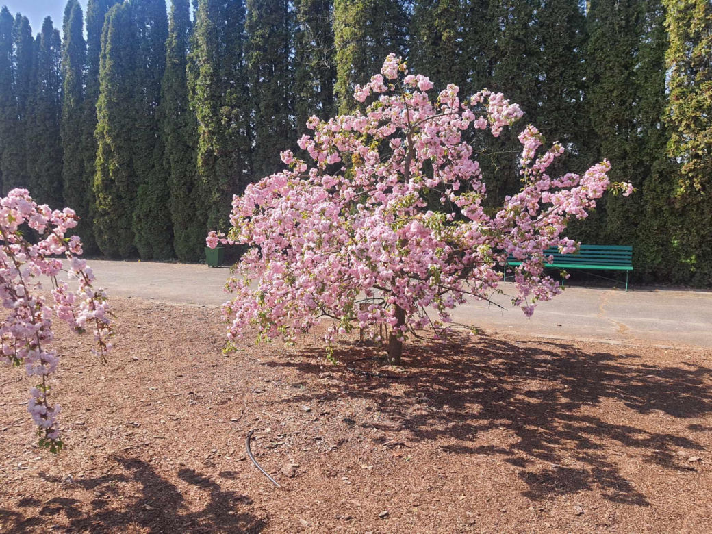 Kwitnące wiśnie i magnolie w Ogrodzie Botanicznym w Powsinie