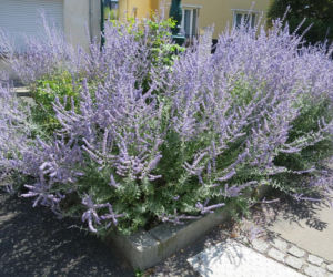 Ta roślina do złudzenia przypomina lawendę. Ma niewielkie wymagania, a z jej uprawą poradzi sobie nawet początkujący ogrodnik