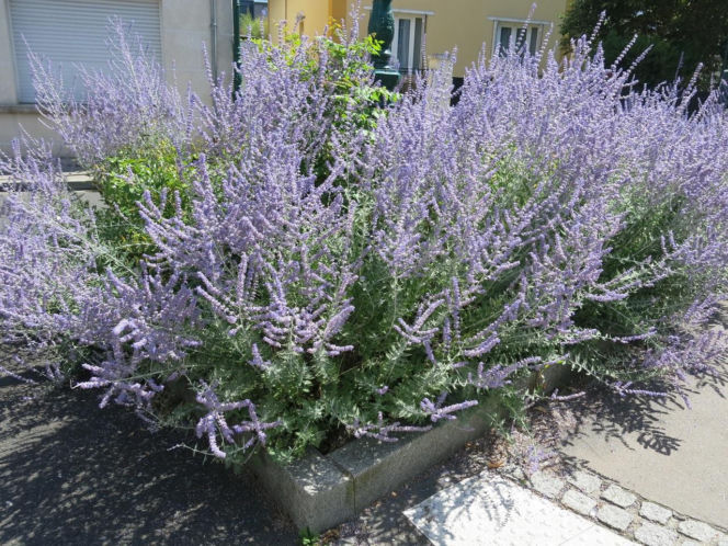 Ta roślina do złudzenia przypomina lawendę. Ma niewielkie wymagania, a z jej uprawą poradzi sobie nawet początkujący ogrodnik