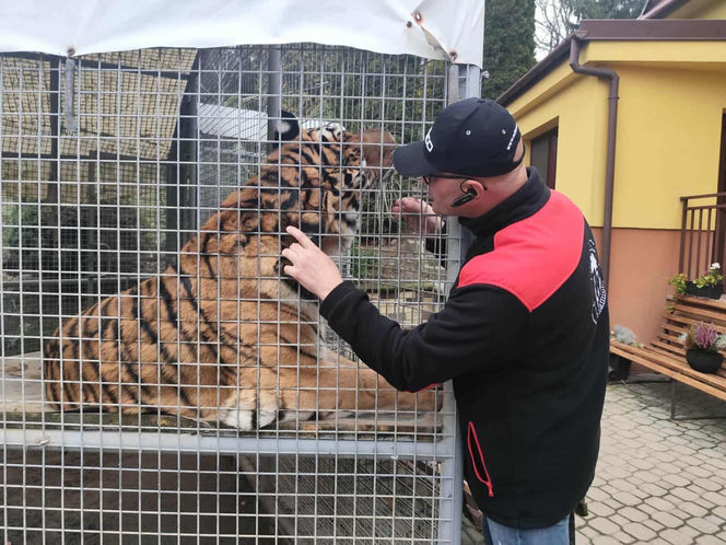 Mieszka z lwami odrzuconymi przez matkę i tygrysem. Usłyszał prokuratorskie zarzuty