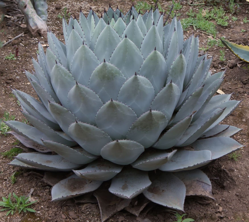 Agawa