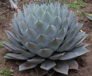 Agawa