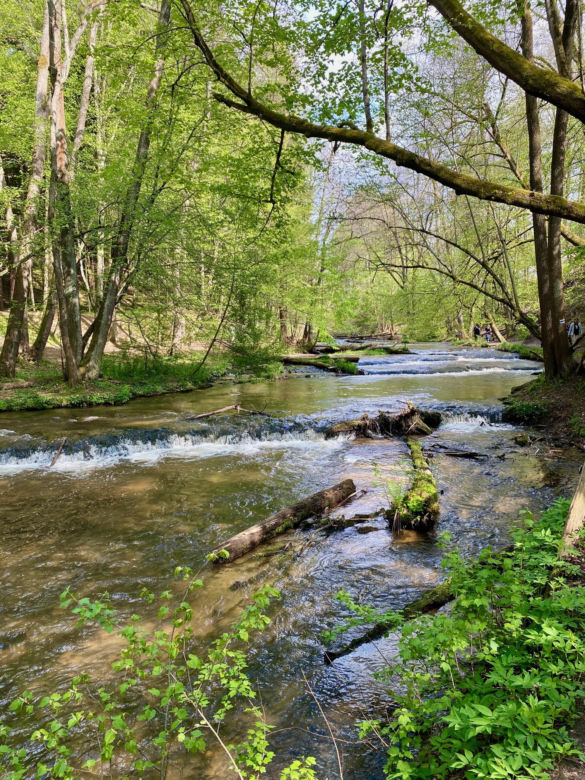 Szumy nad Tanwią