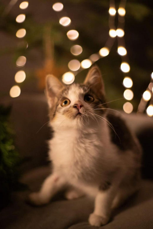 Świąteczne koty do Adopcji
