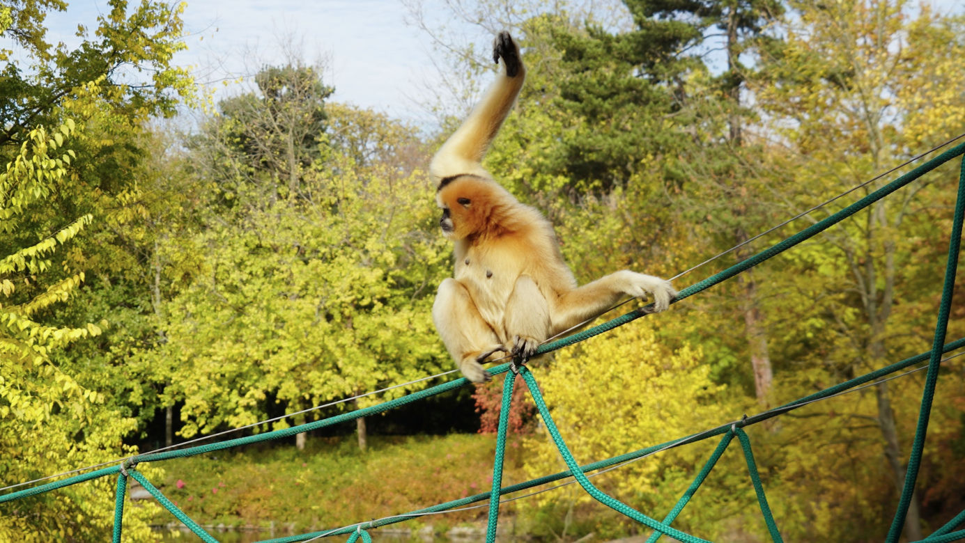 Kolejne niesamowite narodziny w ZOO Wrocław! Na świat przyszedł gibon białopoliczkowy [ZDJĘCIA, FILM]