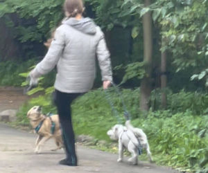 Bestialsko znęcała się nad psami. Po kopnięciu, zwierze wydał głośny pisk