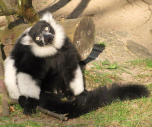 Te zwierzaki zrobią Ci dzień! Zoo w Eberswalde zaledwie godzinę drogi od Szczecina [ZDJĘCIA]
